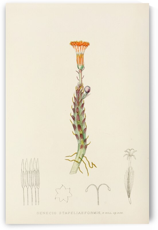 Senecio Stapeliaeformis by IStockHistory com