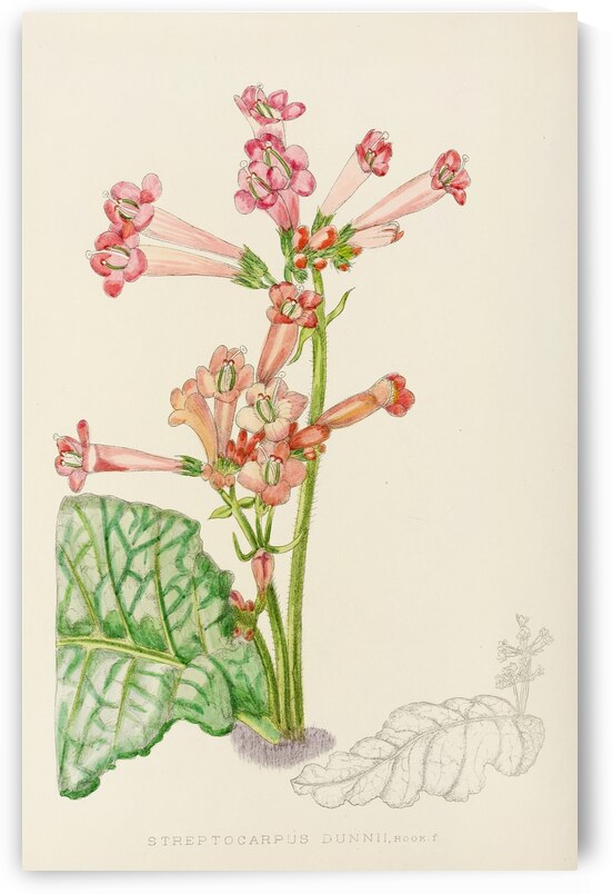 Streptocarpus Dunnii by IStockHistory com