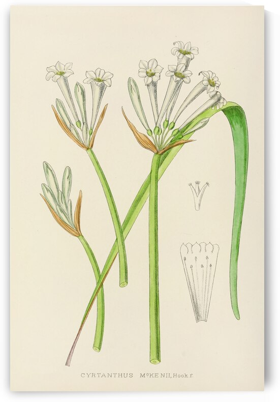 Cyrtanthus Mckenii by IStockHistory com