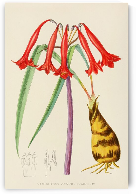 Cyrtanthus Augustifolius by IStockHistory com