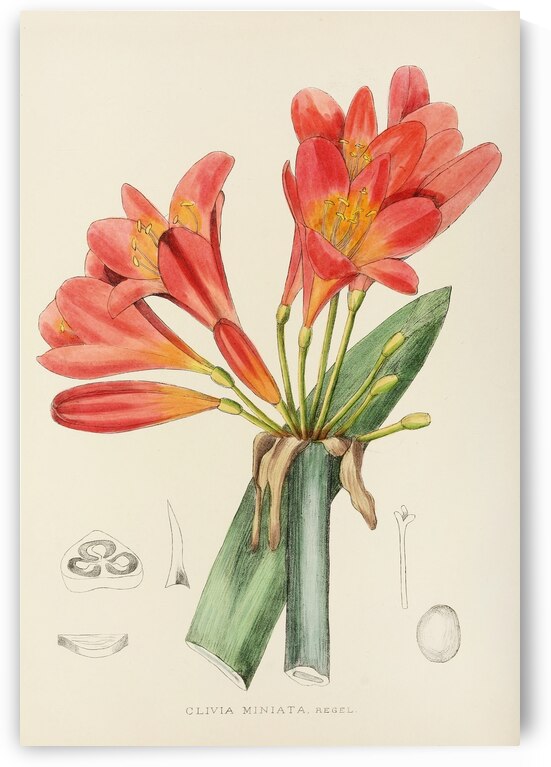 Clivia Miniata by IStockHistory com