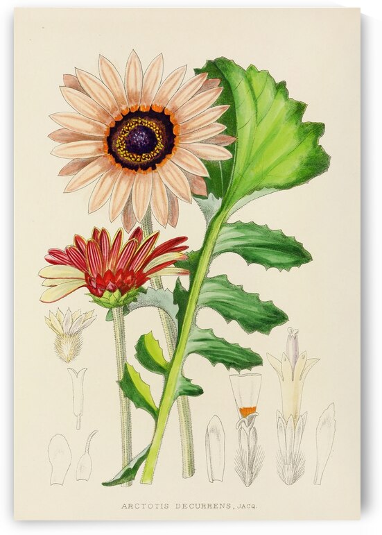 Arctotis Decurrens by IStockHistory com