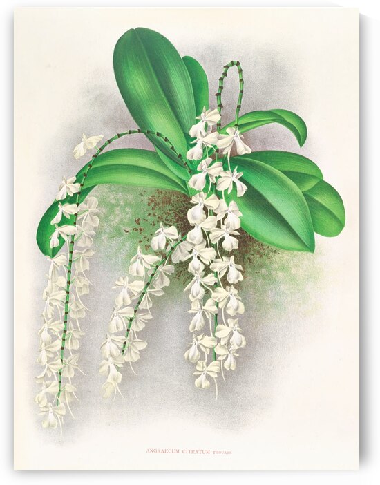 Angraecum citratum by IStockHistory com