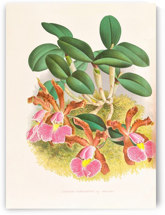 Cattleya schilleriana by IStockHistory com