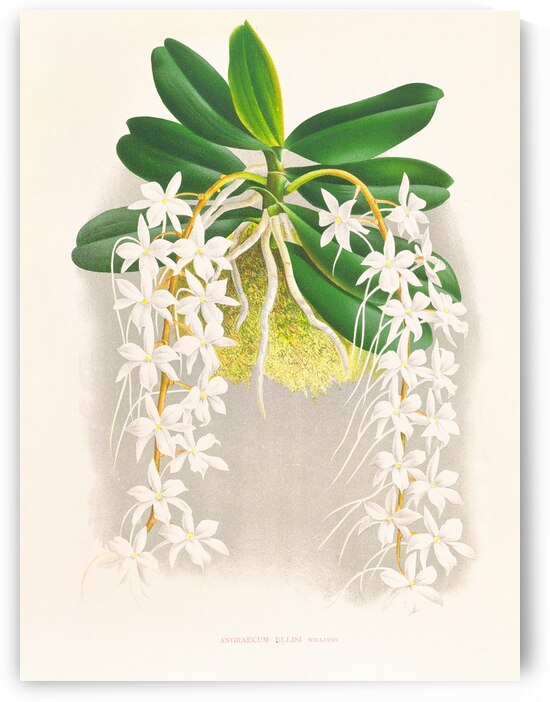 Angraecum ellisi  by IStockHistory com