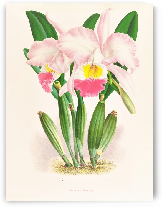 Cattleya Mendeli by IStockHistory com