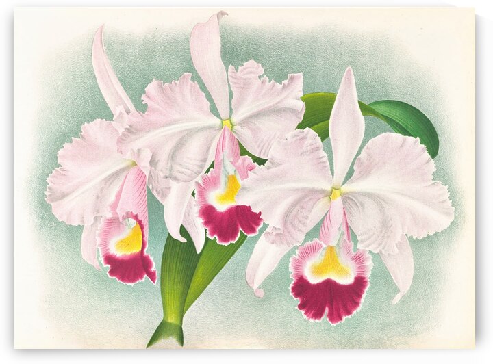 Cattleya Trianae var Martin-Cahuzac  by IStockHistory com