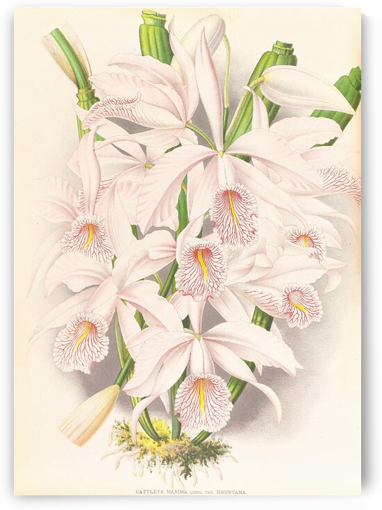 Cattleya Maxima by IStockHistory com