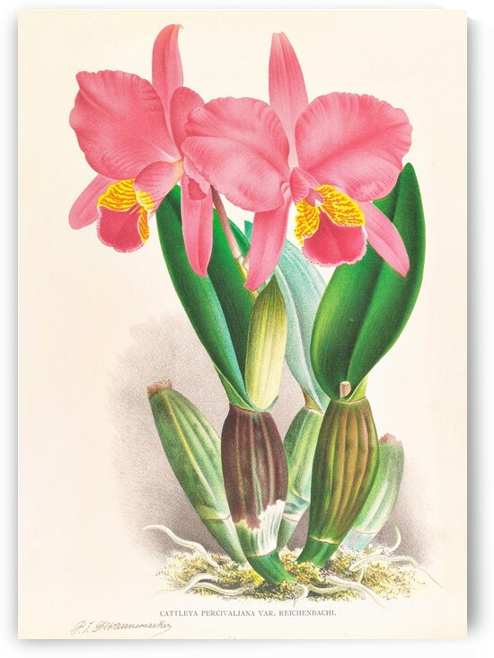 Cattleya percivaliana var reichenbach by IStockHistory com