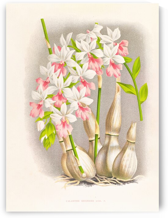 Calanthe regnieri by IStockHistory com