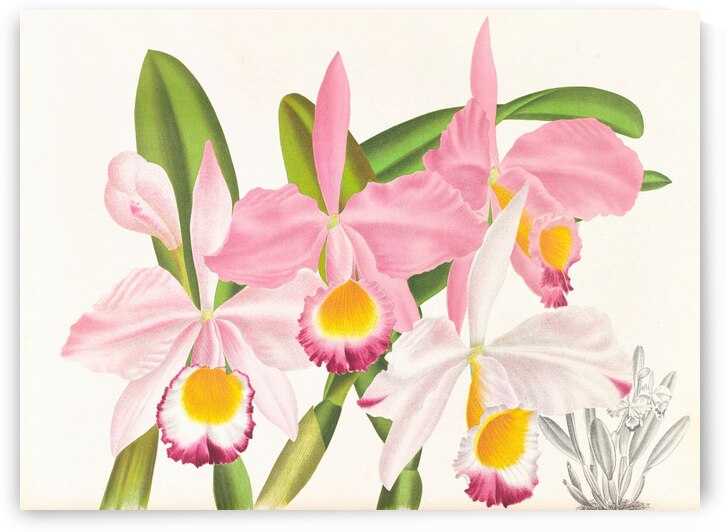 Cattleya eldorado by IStockHistory com