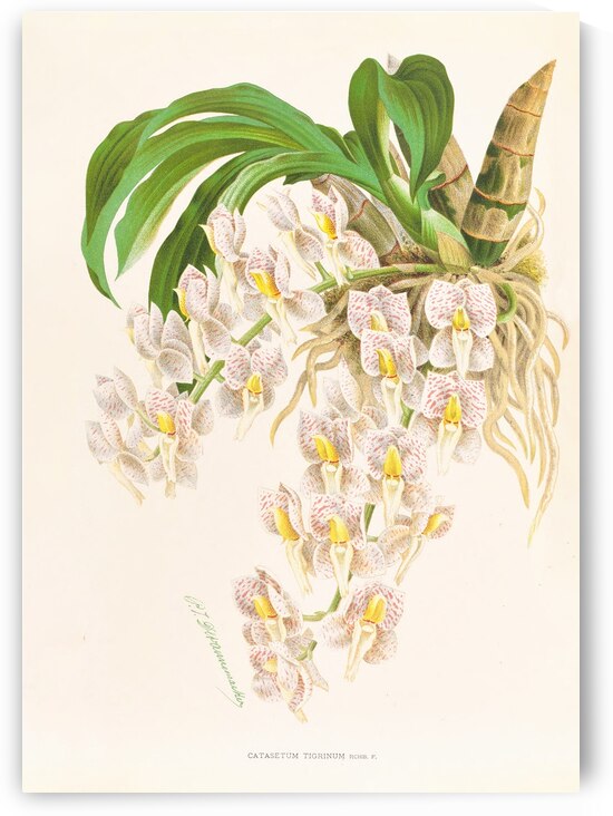 Catasetum tigrinum by IStockHistory com