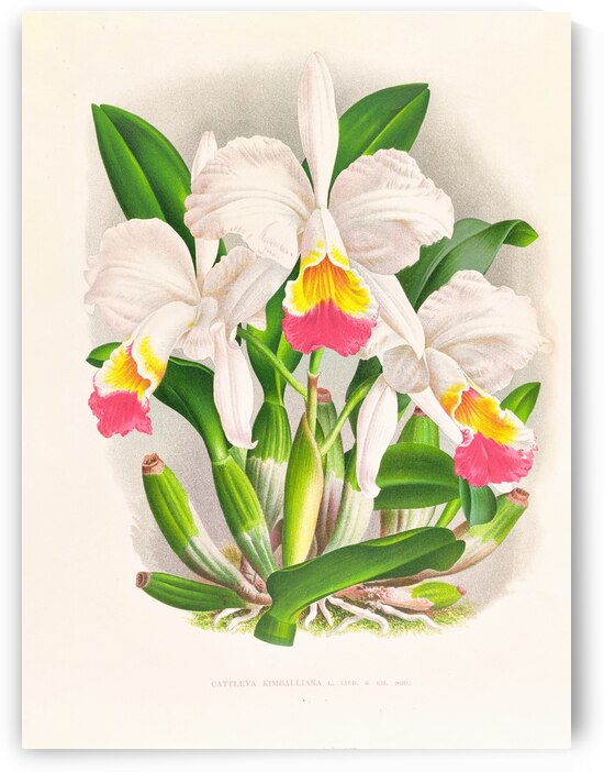 Cattleya kimballiana by IStockHistory com