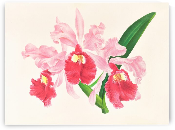 Cattleya gigas by IStockHistory com