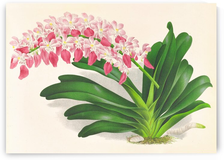 Aerides maculosum by IStockHistory com