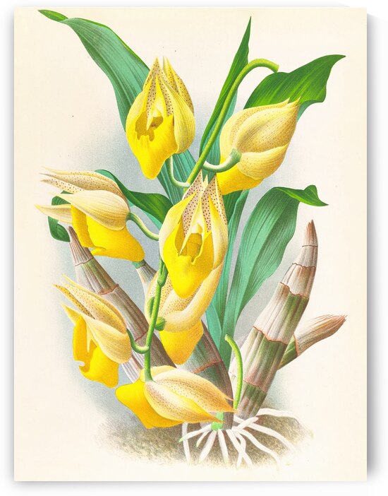 Catasetum macrocarpum by IStockHistory com