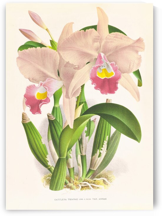 Cattleya Trianae by IStockHistory com
