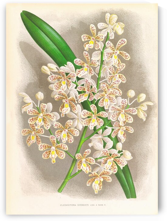 Cleisostoma Guiberti by IStockHistory com