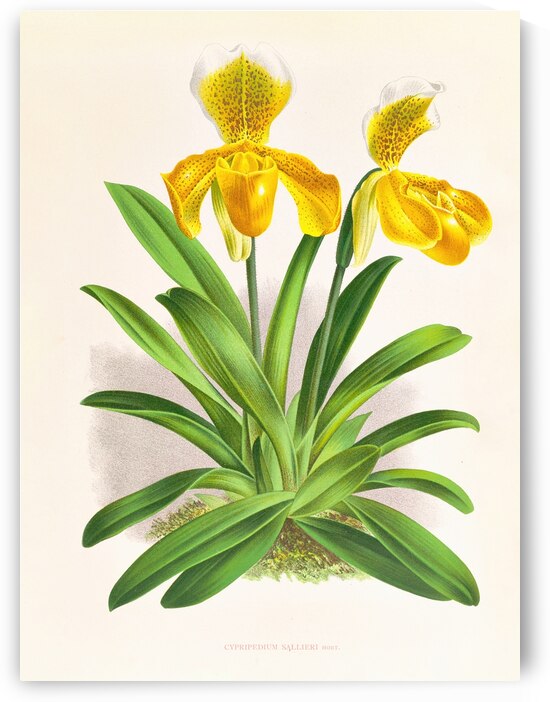 Cypripedium sallieri by IStockHistory com