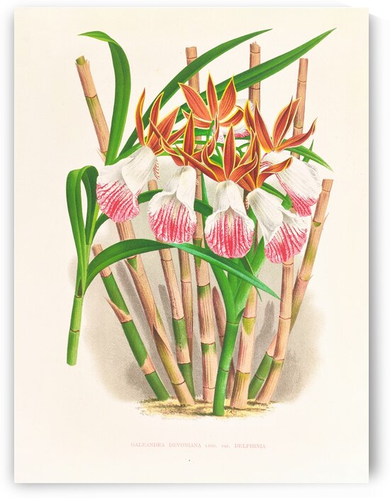 Galendra devoniana by IStockHistory com