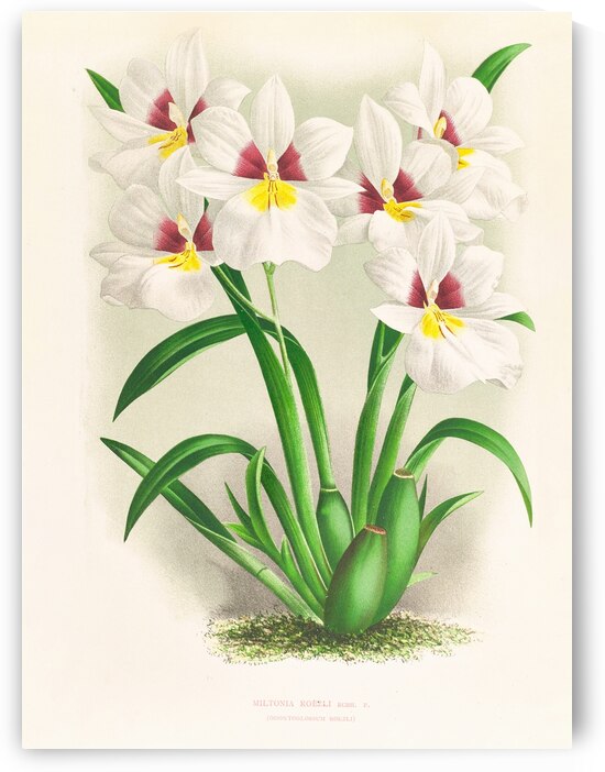 Miltonia roezli by IStockHistory com