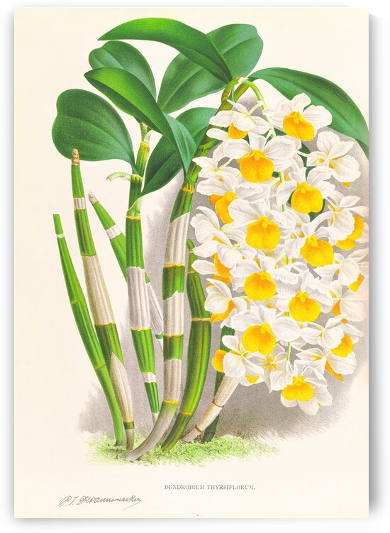 Dendrobium thyrsiflorum by IStockHistory com