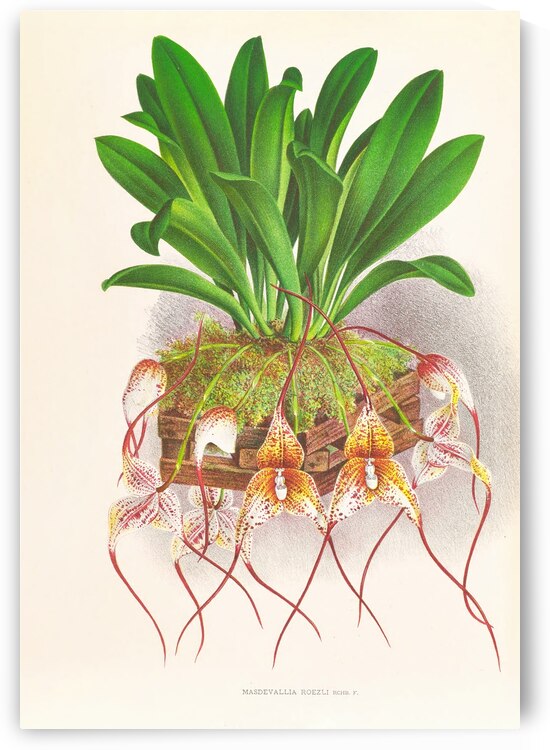 Masdevallia Roezli by IStockHistory com