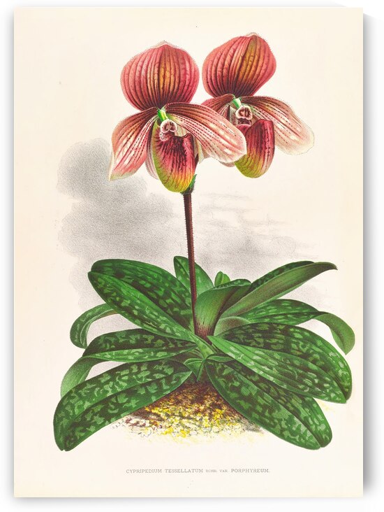 Cypripedium tessellatum by IStockHistory com