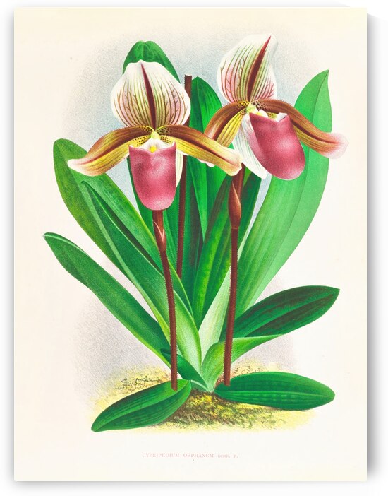 Cypripedium orphanum by IStockHistory com