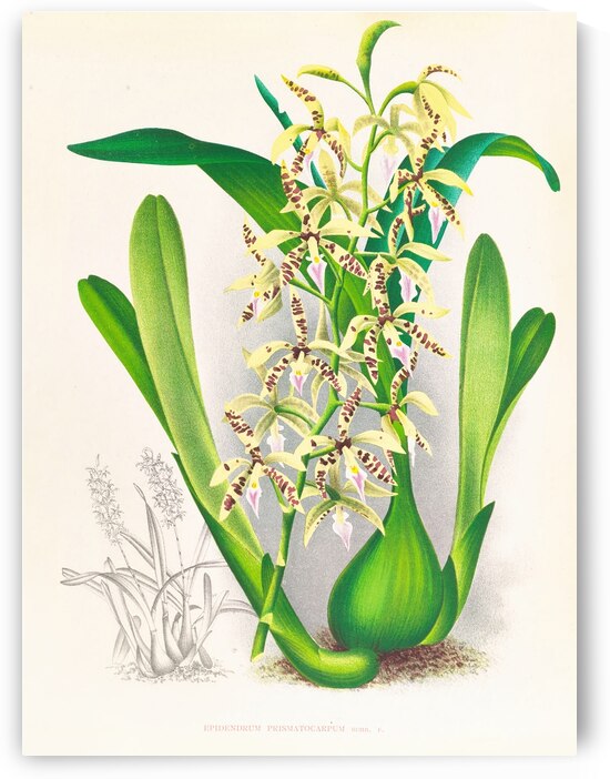 Epidendrum prismatocarpum by IStockHistory com