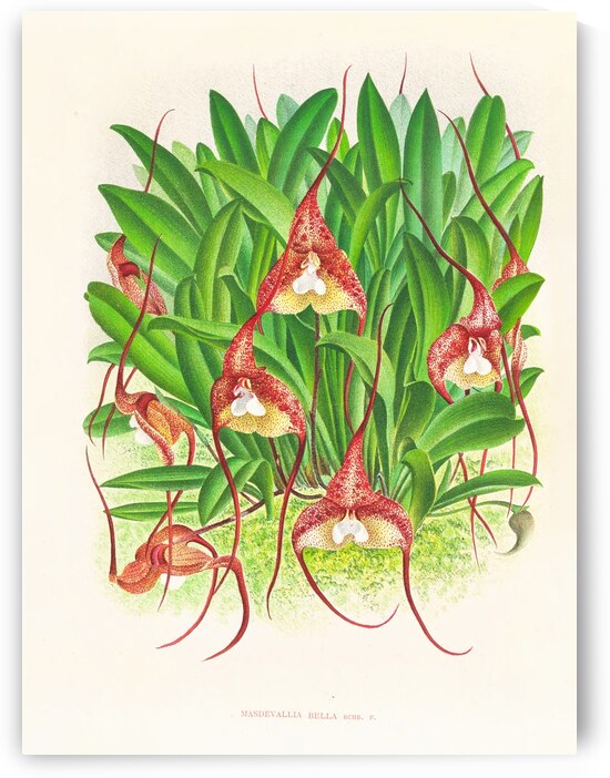 Masdevallia bella by IStockHistory com