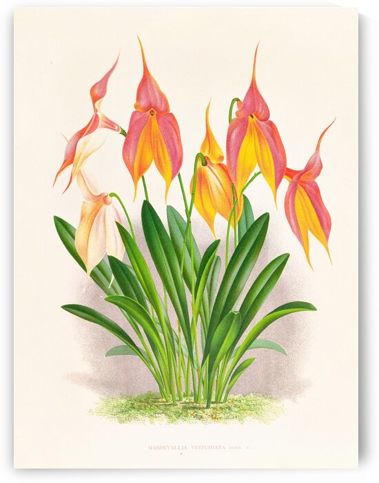 Masdevallia veitchiana  by IStockHistory com