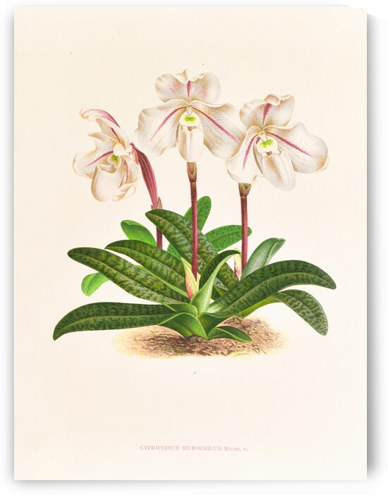 Cypripedium microchilum by IStockHistory com