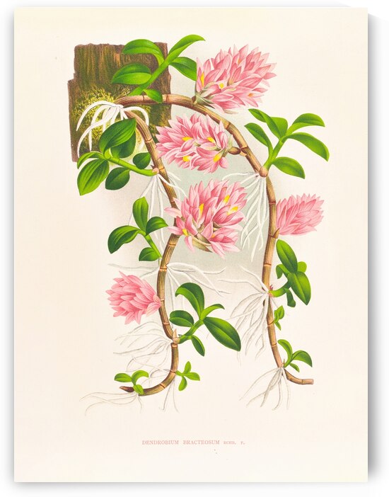 Dendrobium bracteosum by IStockHistory com