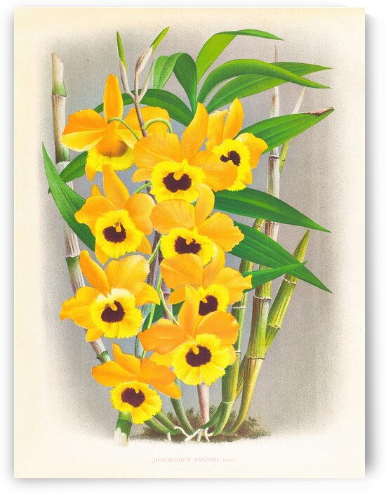 Dendrobium paxtoni by IStockHistory com