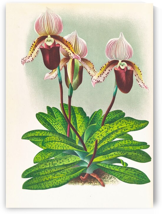 Cypripedium barbato veitchianum by IStockHistory com