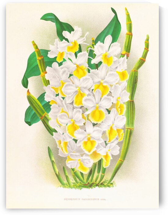 Dendrobium galliceanum by IStockHistory com