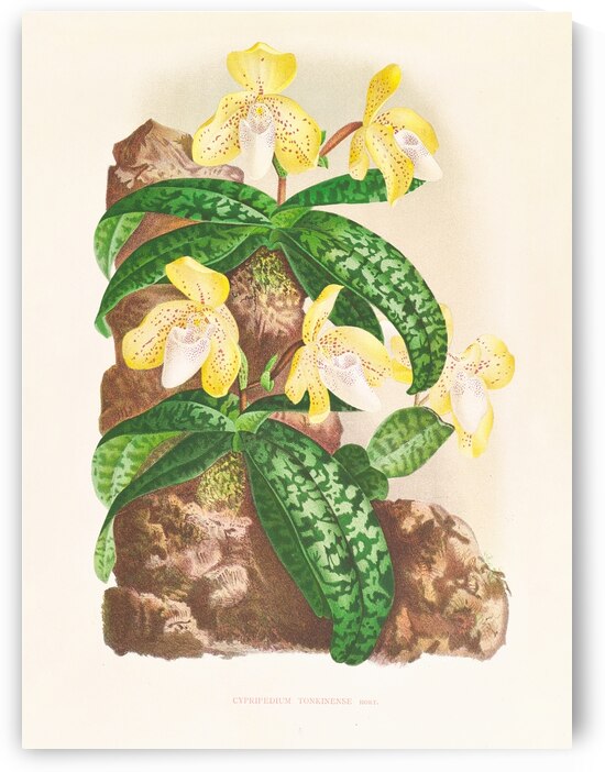 Cypripedium tonkinense by IStockHistory com