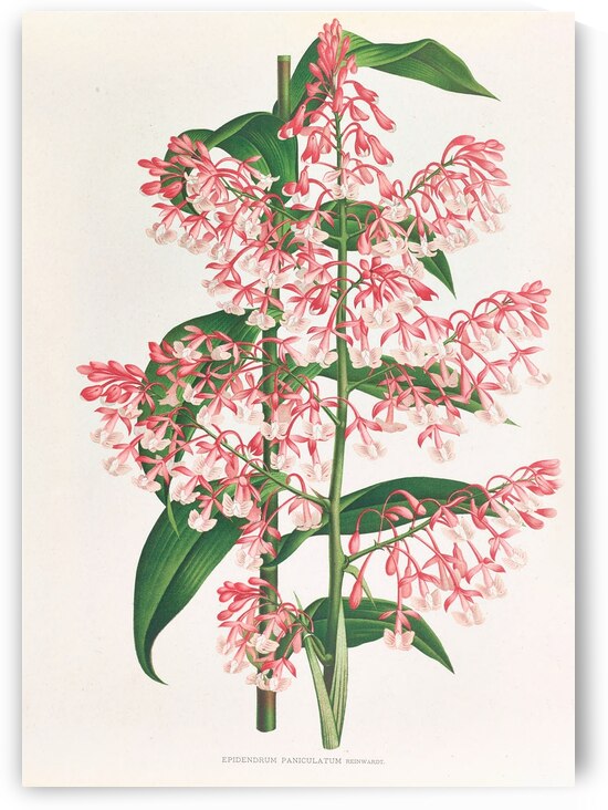 Epidendrum Paniculatum by IStockHistory com