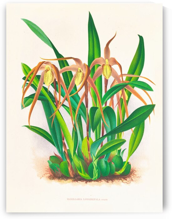 Maxillaria longisepala by IStockHistory com