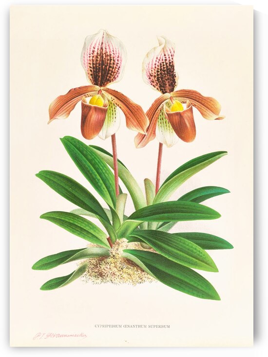 Cypripedium oenanthum superbum by IStockHistory com