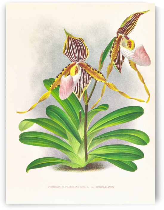 Cypripedium praestans var kimballianum by IStockHistory com