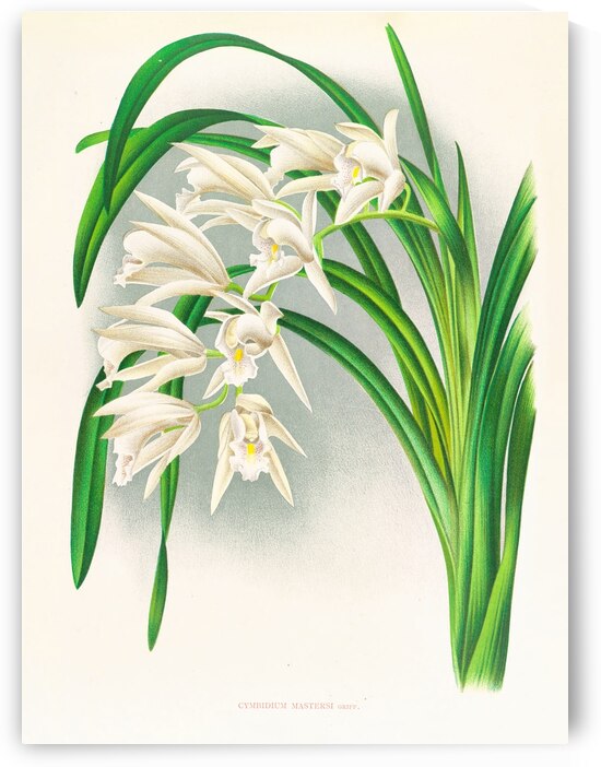 Cymbidium mastersi by IStockHistory com
