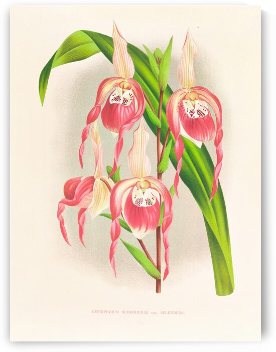 Cypripedium schroderae var splendens by IStockHistory com
