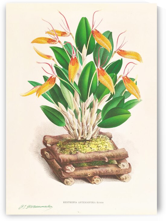 Restrepia antennifera by IStockHistory com