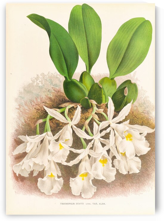 Trichopilia Suavis by IStockHistory com