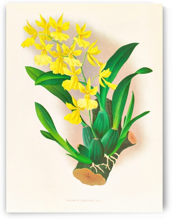 Oncidium concolor by IStockHistory com