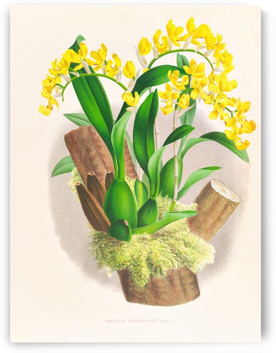 Oncidium warscewiczi by IStockHistory com