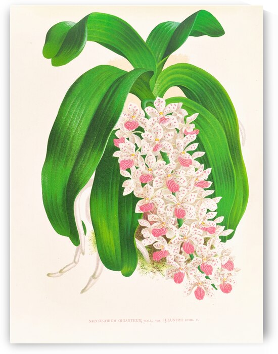 Saccolabium giganteum var illustre by IStockHistory com