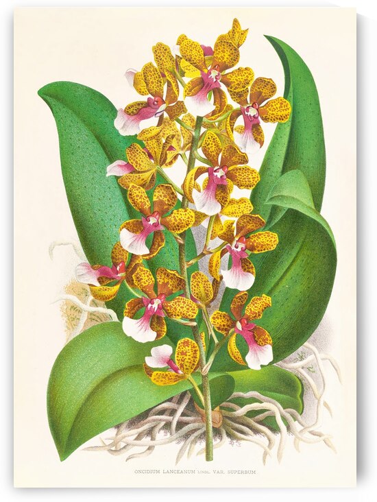 Oncidium Lannceanum by IStockHistory com